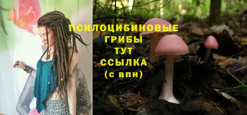 Галлюциногенные грибы Cubensis  где купить   Алейск 